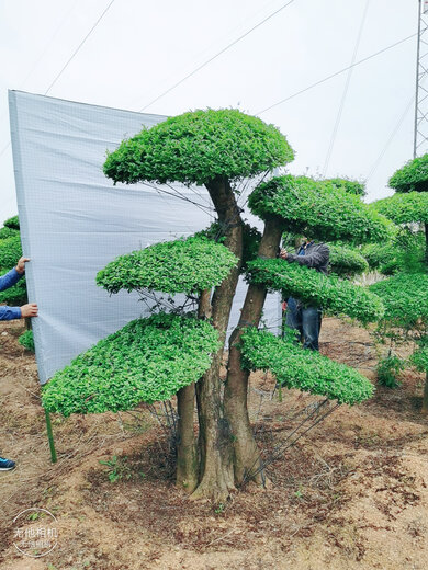 南京造型对节白蜡盆景树